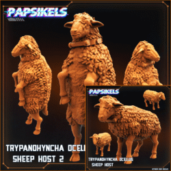 Trypanohyncha Ocellus Sheep Host - Xenos